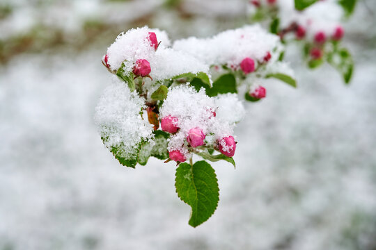 Blossoms of apple trees are covered with snow