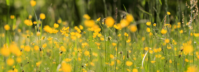 Blühende Wiese mit gelbem Hahnenfuß