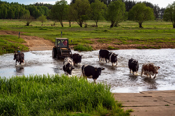 Krajobraz wiejski Podlasia. Dolina Narwi, Podlasie, Polska © podlaski49