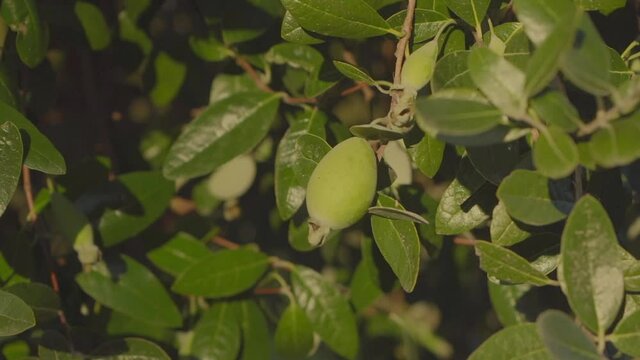 feijoa, pineapple Guava