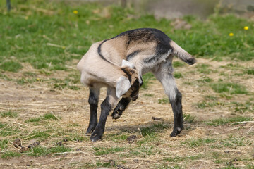 A brown, white baby goat is scratching behind its ear