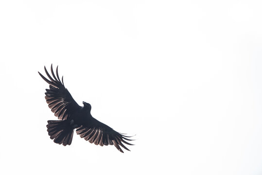 Isolated crow in flight with fully open wings on white background