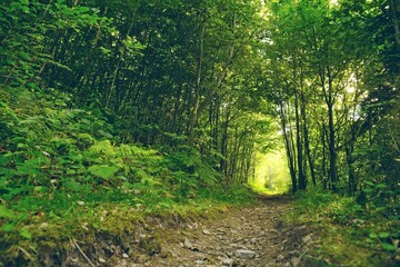 Fototapeta na wymiar Chemin de forêt inspirant