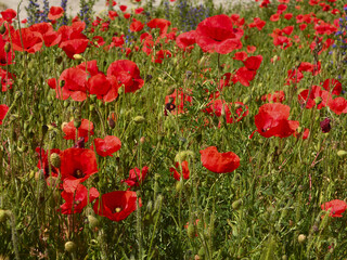 Obraz premium coquelicot