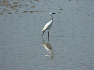 aigrette baie de somme