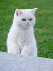 Süße Katze macht Männchen