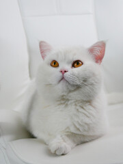 Edle weiße Katze