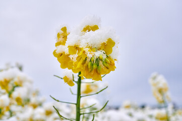 Winter oilseed rape twig covered with snow