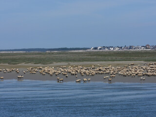 mouton baie de somme