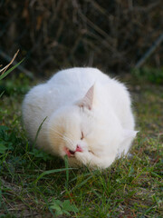 Wunderschöner weißer Britischkurzhaar Kater