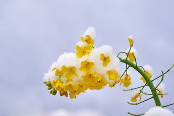 Winter oilseed rape twig covered with snow