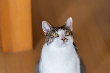 見つめるネコ　キジトラ猫　キジトラ白