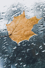 Yellow maple leaf on window with water drops in rainy autumn morning.