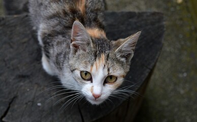Fototapeta na wymiar portrait of a small colorful cat