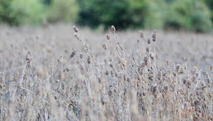 reeds in the wind