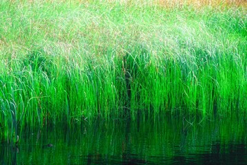green grass in the lake