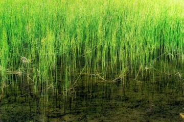 Grass in the lake