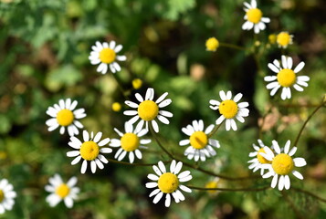 Blühendes Mutterkraut