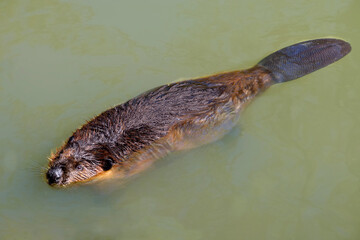 North American Beaver (Castor canadensis) swimming on the surface of the water with its flat tail...