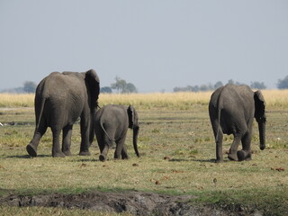 Elefantes en familia