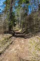 Dirt road in the spring forest