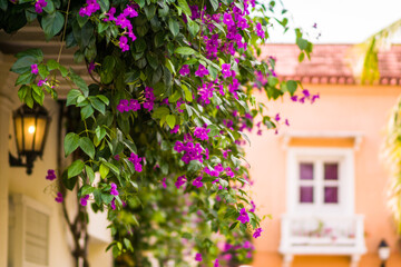 Fototapeta na wymiar street with flowers old town cartagena colombia 