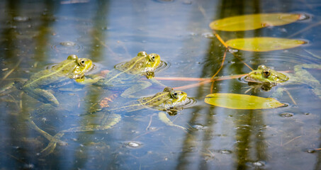 A common water frog, pelophylax esculentus, in the water. Pilsen, Czech Republic © milanvachal