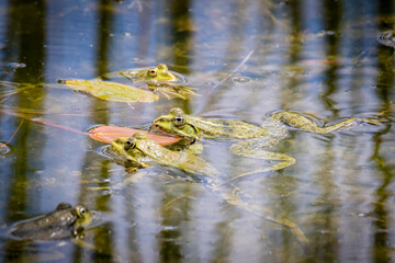 A common water frog, pelophylax esculentus, in the water. Pilsen, Czech Republic