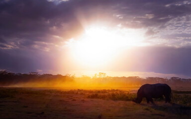rhino sunset in the field