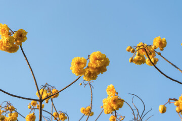 Abebuia chrysantha or Golden Trumpet yellow flowers on background Sky