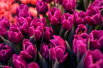 Obraz premium Top view of pink tulips. The peony tulip in the garden. Sunny spring day.