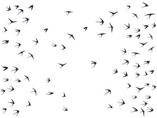 Flying swallow birds silhouettes vector illustration. Nomadic martlets bevy isolated on white. 