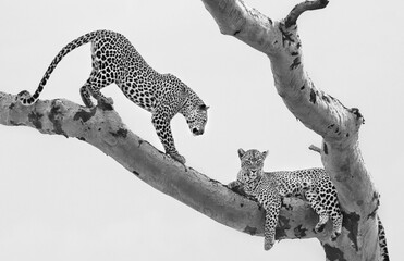 deux léopards sur un arbre
