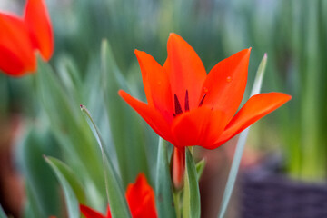Steppe Flower Stock Photos And Royalty Free Images Vectors And Illustrations Adobe Stock