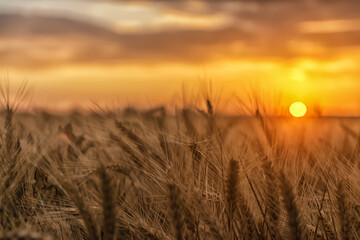 Obraz premium Sun rays hugging the wheats. Beautiful Nature Sunset Landscape.
