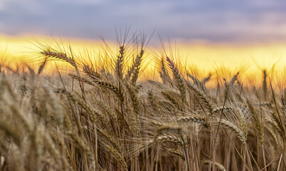 Sun rays hugging the wheats. Beautiful Nature Sunset Landscape.