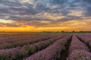 Plakat lavender field at sunset