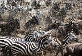 Fototapeta na wymiar zebras in africa
