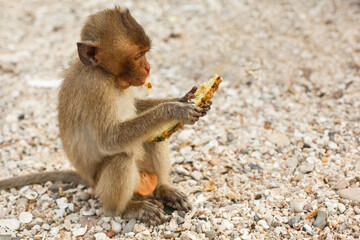 Animals and wildlife. A little monkey or macaque sits on the shore and eats pineapple fruit
