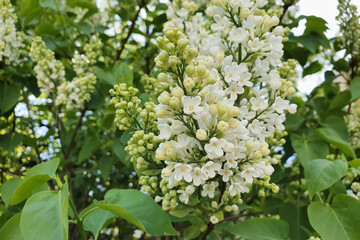 White blooming lilac in the park. Aroma concept.