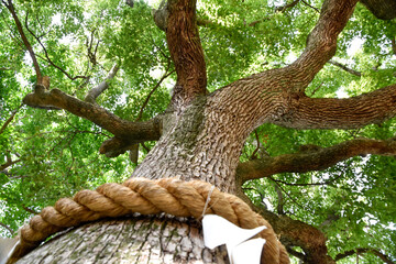 Fototapeta na wymiar old tree in the shrine