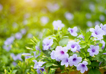 Purple flowers in full bloom with the morning sun bokeh for graphic design or wallpaper