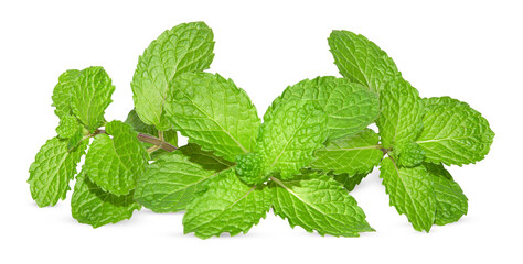 Mint leaves isolated on white. Fresh mint Clipping Path
