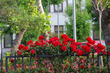 Beautiful  roses on tree bush leaves