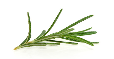 Rosemary isolated on white background Clipping path.