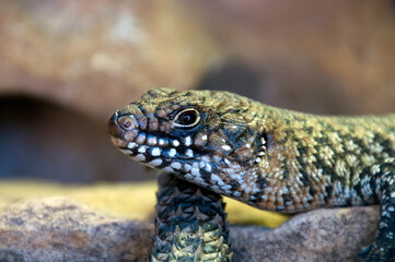 Sydney Australia, Egernia cunninghami or Cunningham's Skink in profile on sandstone rocks