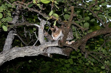 a small cat is waiting for birds on a tree