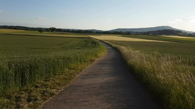 chemin au milieu des champs de bl&eacute; au printemps 