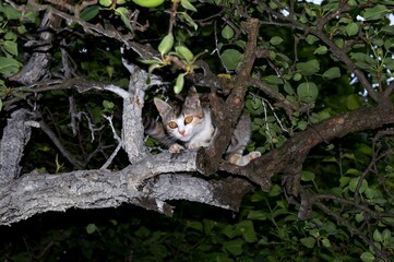 a small cat is waiting for birds on a tree