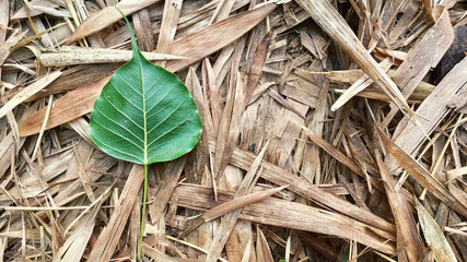 green leaf on dry leaves